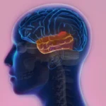 মিডল টেম্পোরাল লোব মৃগীরোগ