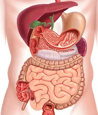 Gastroenterology